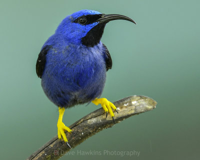 PURPLE HONEYCREEPER ♂