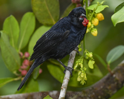 WHITE-LINED TANAGER ♂