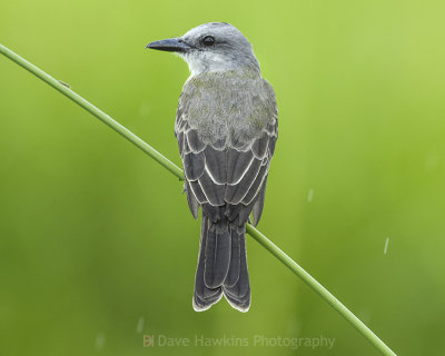 GRAY KINGBIRD