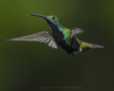 BLACK-THROATED MANGO