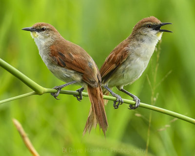 YELLOW-CHINNED SPINETAIL