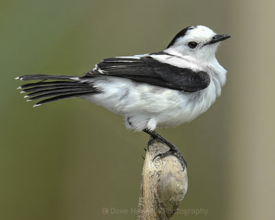 PIED WATER-TYRANT ♂