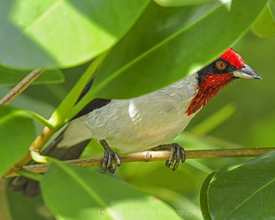 MASKED CARDINAL