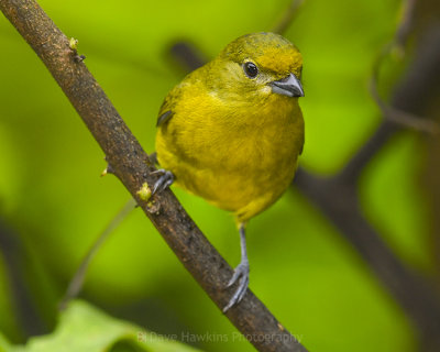 VIOLACEOUS EUPHONIA ♀