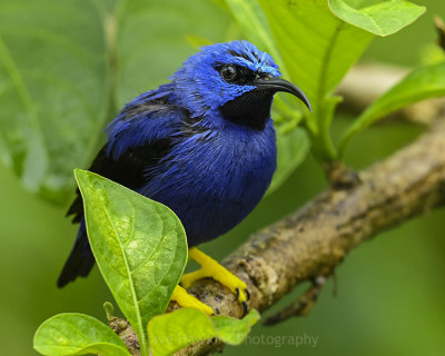 PURPLE HONEYCREEPER ♂