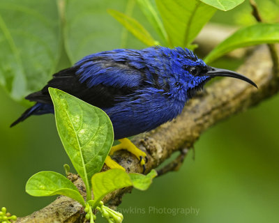 PURPLE HONEYCREEPER ♂