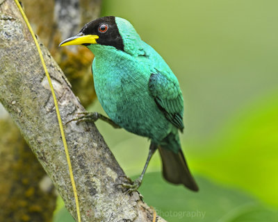 GREEN HONEYCREEPER ♂