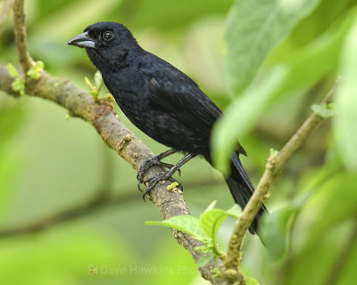 WHITE-LINED TANAGER ♂
