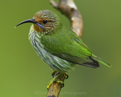 PURPLE HONEYCREEPER ♀
