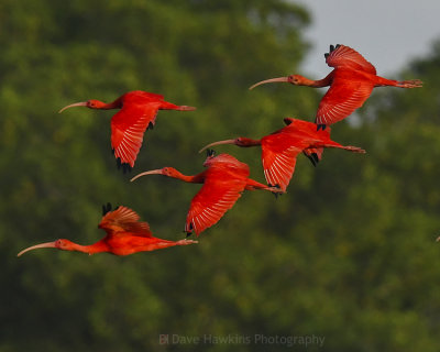 SCARLET IBIS