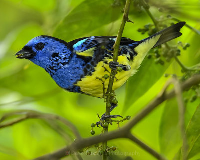 TURQUOISE TANAGER