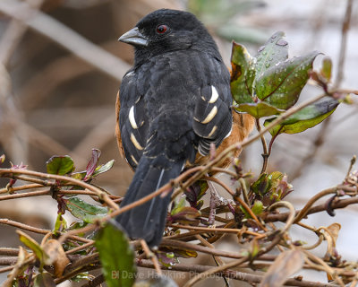 EASTERN TOWHEE