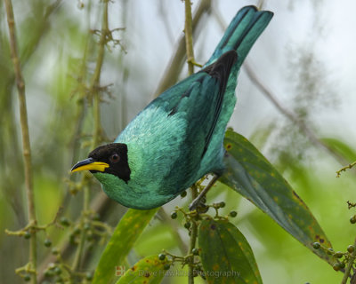 GREEN HONEYCREEPER ♂