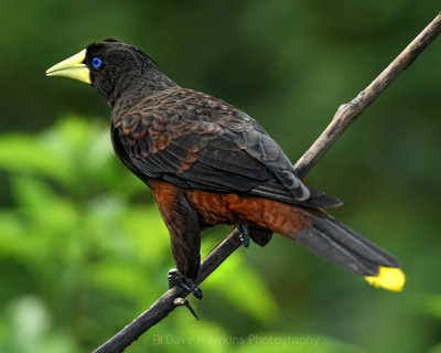 CRESTED OROPENDOLA