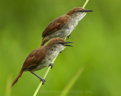 YELLOW-CHINNED SPINETAIL