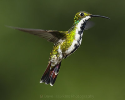 BLACK-THROATED MANGO ♀