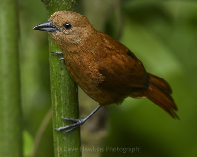 WHITE-LINED TANAGER ♀