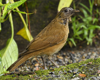 COCOA THRUSH