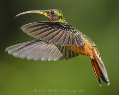 RUFOUS-BREASTED HERMIT