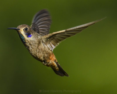 BROWN VIOLETEAR