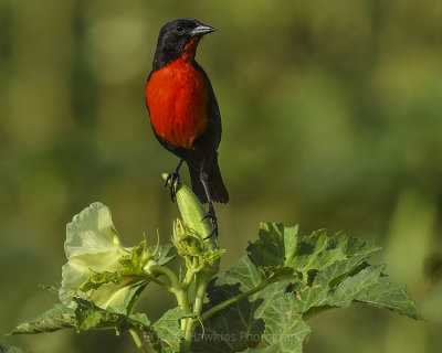 RED-BREASTED BLACKBIRD ♂