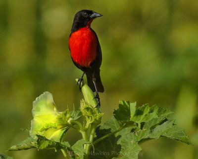 RED-BREASTED BLACKBIRD ♂