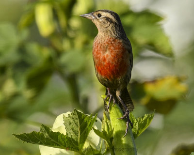 RED-BREASTED BLACKBIRD ♀