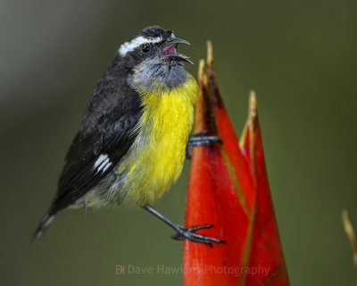 BANANAQUIT