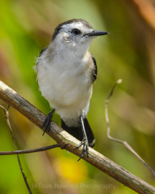 PIED WATER-TYRANT ♀