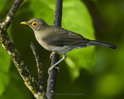 SPECTACLED THRUSH