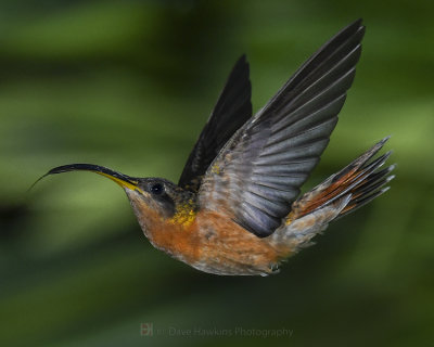RUFOUS-BREASTED HERMIT