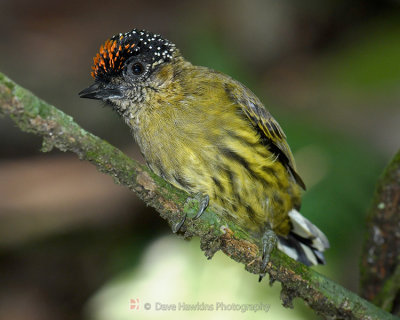 OLIVACEOUS PICULET