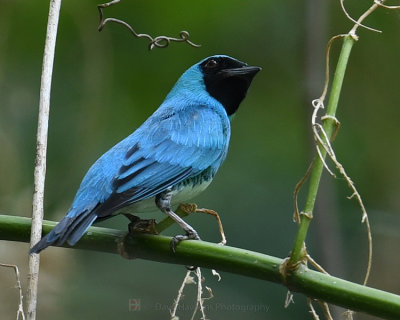SWALLOW TANAGER