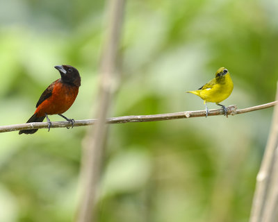 CRIMSON-BACKED TANAGER AND THICK-BILLED EUPHONIA 