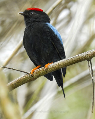 LANCE-TAILED MANAKIN