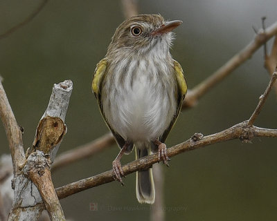 PEARLY-VENTED TODY-TRYANT