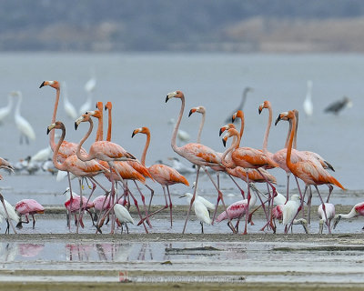 AMERICAN FLAMINGO