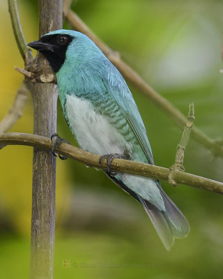 SWALLOW TANAGER 𗺄