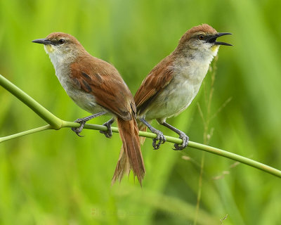 YELLOW-CHINNED SPINETAIL