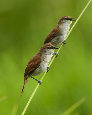 YELLOW-CHINNED SPINETAIL