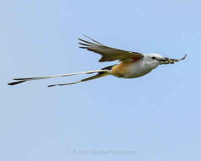 SCISSOR-TAILED FLYCATCHER