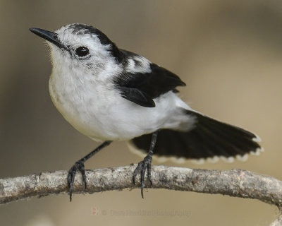 PIED WATER-TYRANT