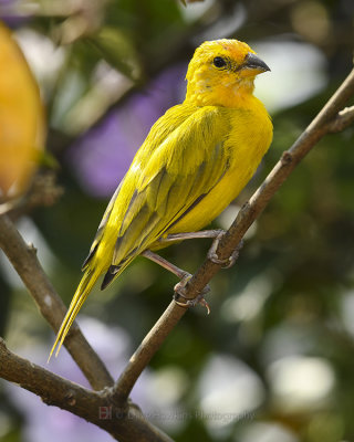 SAFFRON FINCH