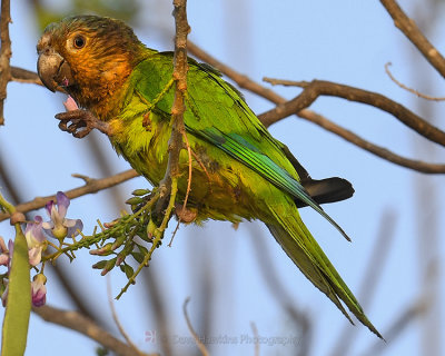 BROWN-CHINNED PARAKEET