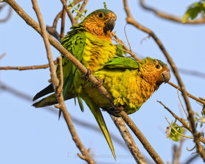 BROWN-CHINNED PARAKEET