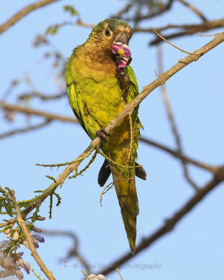 BROWN-CHINNED PARAKEET