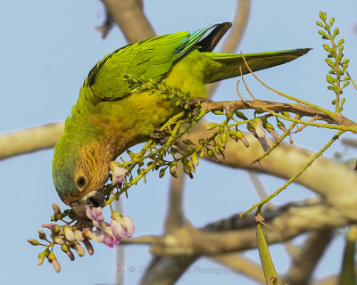 BROWN-CHINNED PARAKEET