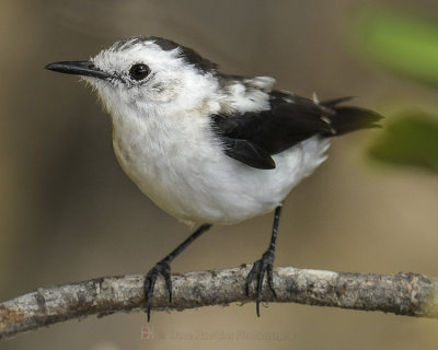 PIED WATER-TYRANT