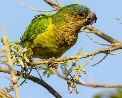 BROWN-CHINNED PARAKEET
