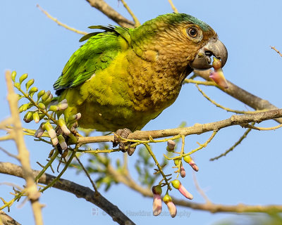 BROWN-CHINNED PARAKEET